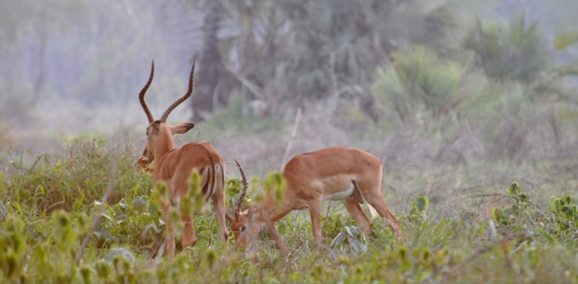 banner_001_819px