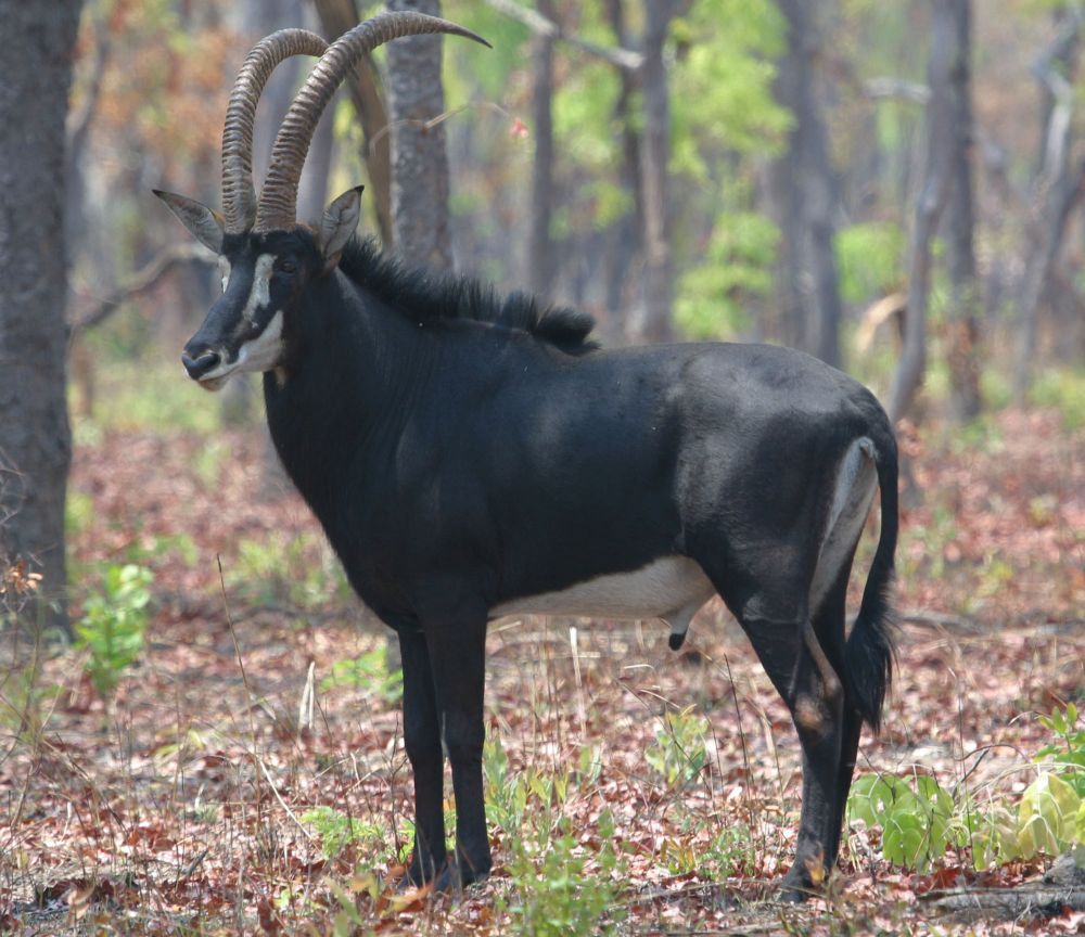 palanca_negra_gigante_001_1000px